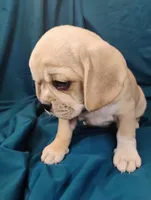 Gracie, a female Puggle for sale in Medford, WI – 4 of 6