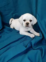 Lady, a female Puggle for sale in Medford, WI – 6 of 10