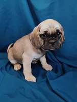 Isabella, a female Puggle for sale in Medford, WI – 2 of 10