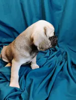 Isabella, a female Puggle for sale in Medford, WI – 5 of 10