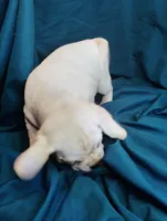 Lady, a female Puggle for sale in Medford, WI – 7 of 10