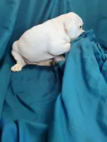 Lady, a female Puggle for sale in Medford, WI – 10 of 10
