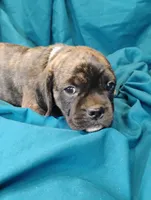 Dobs, a male Puggle for sale in Medford, WI – 10 of 10