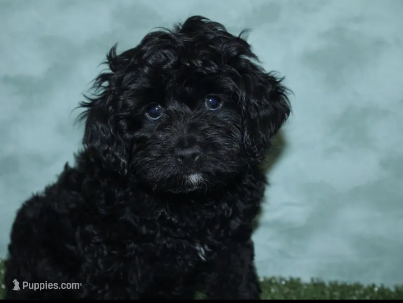 Milo – Cockapoo puppy for sale in Chicago, IL