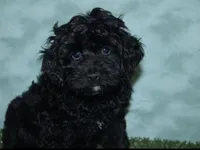 Milo, a male Cockapoo for sale in Chicago, IL – 1 of 1