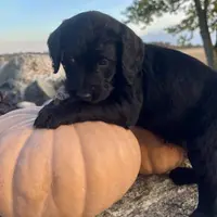 Jess, a female Pudelpointer for sale in Bradford, OH – Photo 3 of 4