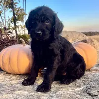 Josie, a female Pudelpointer for sale in Bradford, OH – Photo 2 of 2