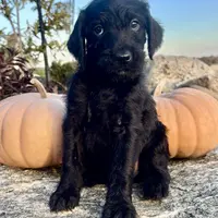 Josie, a female Pudelpointer for sale in Bradford, OH – Photo 1 of 2