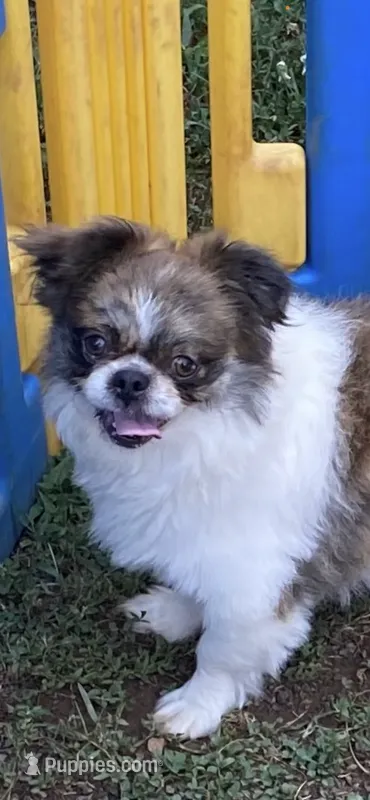 Dusty – Shih Tzu puppy for sale in Virginia, VA