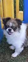 Dusty, a male Shih Tzu for sale in Virginia, VA – 1 of 5