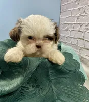 Pal, a male Shih Tzu for sale in Virginia, VA – Photo 6 of 6