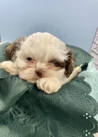 Pal, a male Shih Tzu for sale in Virginia, VA – Photo 5 of 6