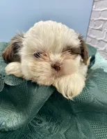 Pal, a male Shih Tzu for sale in Virginia, VA – Photo 4 of 6