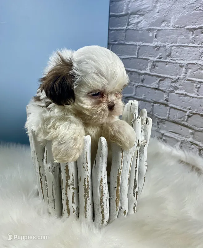 Pal, a male Shih Tzu for sale in Virginia, VA – Photo 1 of 6