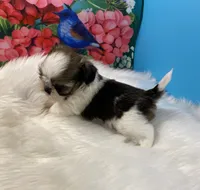 Taz, a male Shih Tzu for sale in Virginia, VA – 8 of 8