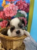 Taz, a male Shih Tzu for sale in Virginia, VA – 3 of 8