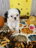 Shih Tzu, a male Shih Tzu for sale in Stevensburg, VA – 8 of 8