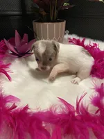 Delilah, a female Chihuahua for sale in Virginia, VA – Photo 5 of 5