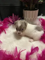 Delilah, a female Chihuahua for sale in Virginia, VA – Photo 4 of 5