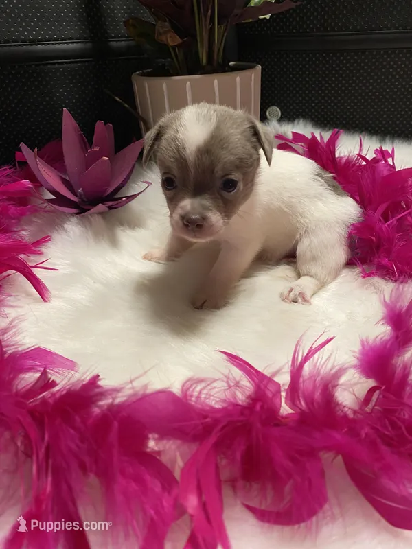 Delilah, a female Chihuahua for sale in Virginia, VA – Photo 1 of 5