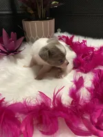 Delilah, a female Chihuahua for sale in Virginia, VA – Photo 2 of 5