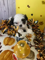 Shih Tzu 4, a male Shih Tzu for sale in Stevensburg, VA – 4 of 5