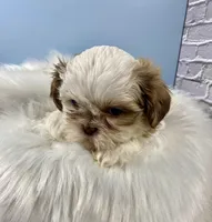 Lucky, a male Shih Tzu for sale in Virginia, VA – Photo 2 of 6