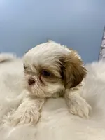 Lucky, a male Shih Tzu for sale in Virginia, VA – Photo 5 of 6