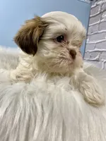 Lucky, a male Shih Tzu for sale in Virginia, VA – Photo 1 of 6