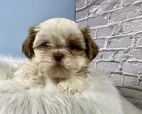 Lucky, a male Shih Tzu for sale in Virginia, VA – Photo 4 of 6