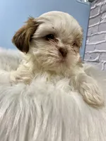 Lucky, a male Shih Tzu for sale in Virginia, VA – Photo 6 of 6