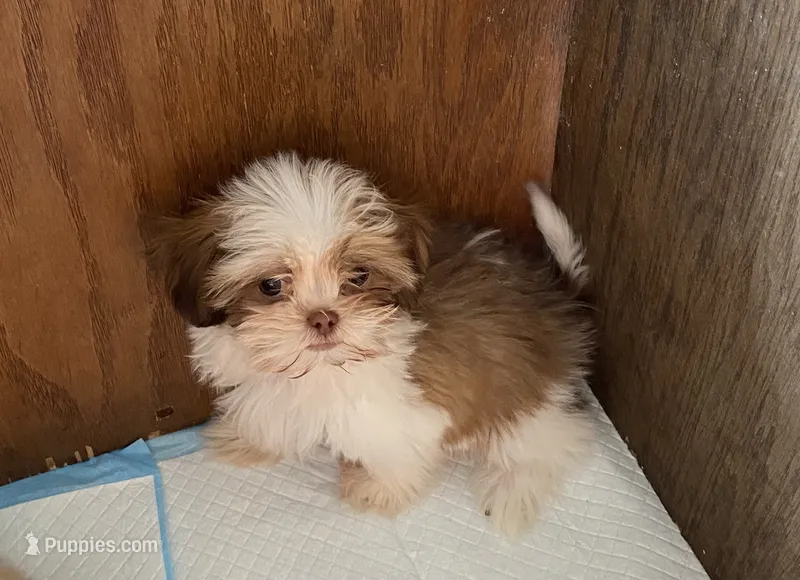 Zip – Shih Tzu puppy for sale in Virginia, VA
