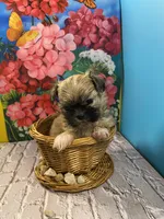 Teddy, a male Shih Tzu for sale in Virginia, VA – 3 of 5