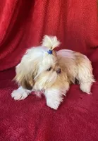 Pip, a male Shih Tzu for sale in Virginia, VA – 4 of 7