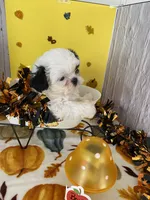 Shih Tzu 3, a male Shih Tzu for sale in Stevensburg, VA – 5 of 6