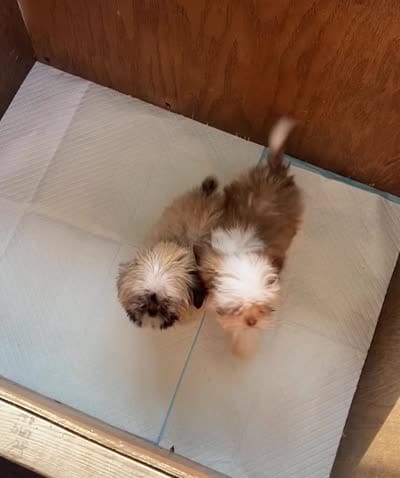 Teddy, a male Shih Tzu for sale in Virginia, VA – 6 of 6