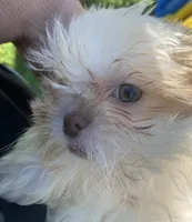 Pip, a male Shih Tzu for sale in Virginia, VA – 6 of 7