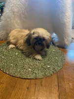 Teddy, a male Shih Tzu for sale in Lignum, VA – 7 of 7