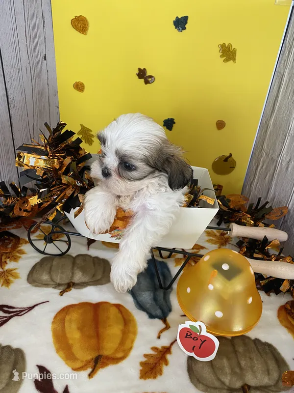Shih tzu – Shih Tzu puppy for sale in Stevensburg, VA