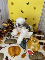 Shih tzu, a male Shih Tzu for sale in Stevensburg, VA – 1 of 6