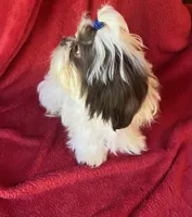 Jojo, a male Shih Tzu for sale in Virginia, VA – 2 of 5