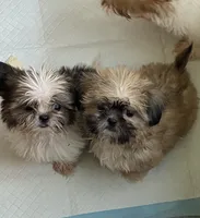 Teddy, a male Shih Tzu for sale in Virginia, VA – 4 of 5