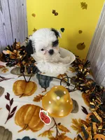 Shih Tzu 3, a male Shih Tzu for sale in Stevensburg, VA – 1 of 6