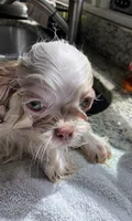 Pip, a male Shih Tzu for sale in Virginia, VA – 7 of 7