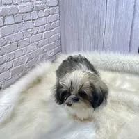 Tadpole, a male Shih Tzu for sale in Virginia, VA – Photo 5 of 10