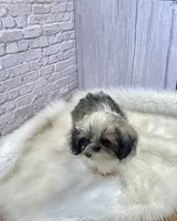 Tadpole, a male Shih Tzu for sale in Virginia, VA – Photo 5 of 10