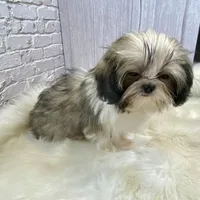 Tadpole, a male Shih Tzu for sale in Virginia, VA – Photo 8 of 10