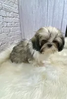 Tadpole, a male Shih Tzu for sale in Virginia, VA – Photo 8 of 10