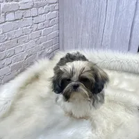 Tadpole, a male Shih Tzu for sale in Virginia, VA – Photo 3 of 10