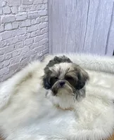 Tadpole, a male Shih Tzu for sale in Virginia, VA – Photo 3 of 10